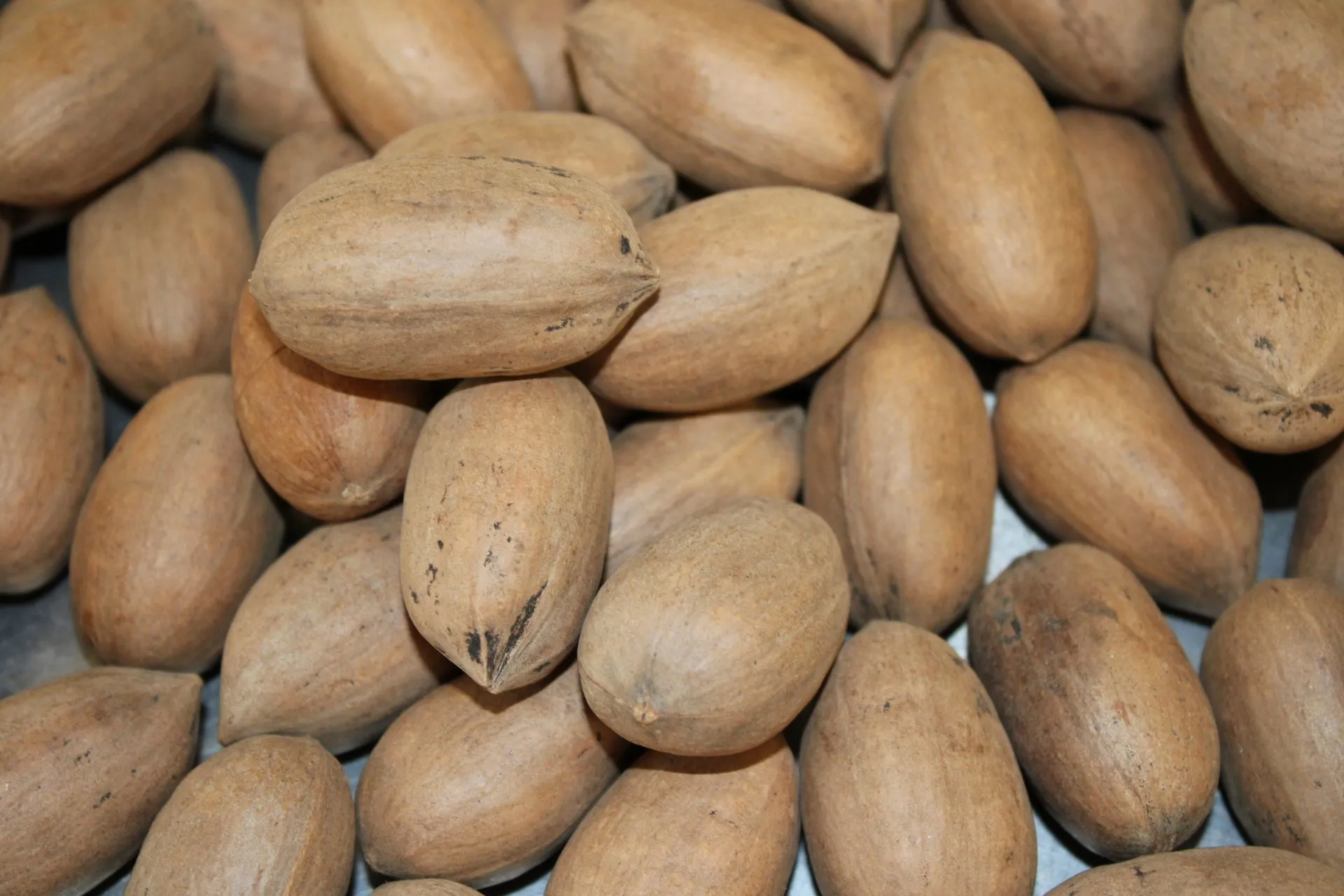 A pile of pecans in their shells on a table